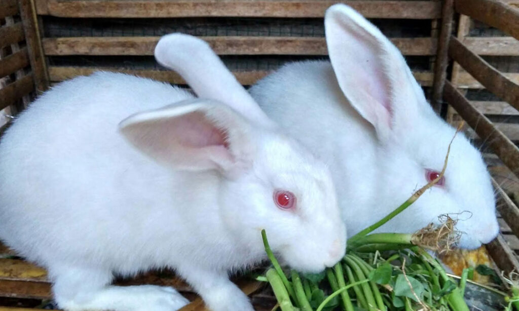 cara mengatasi kelinci tidak mau makan