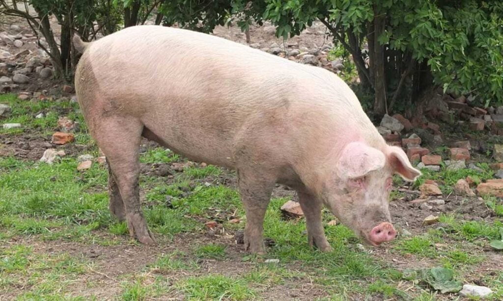 gejala serangan babi tidak mau makan