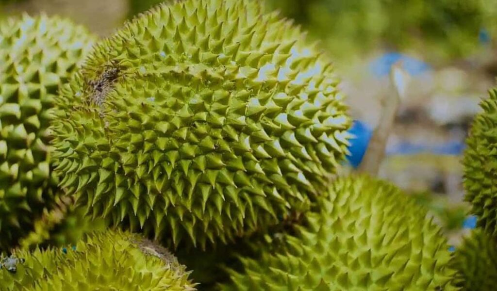 kebutuhan nutrisi durian