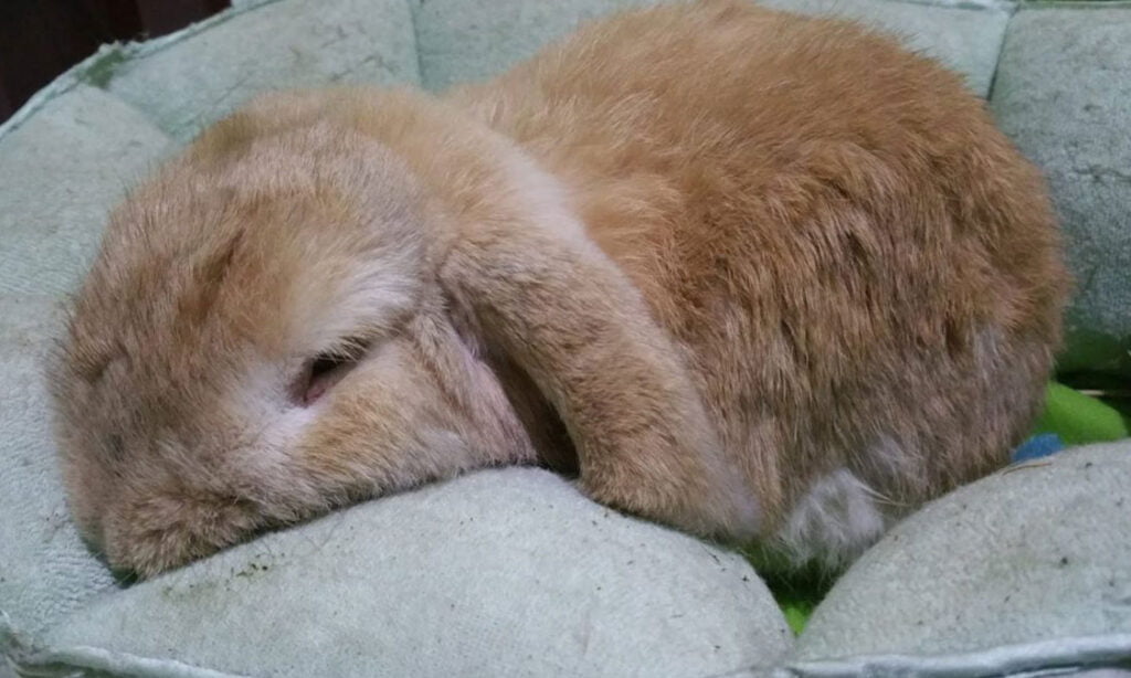 kelinci tidak mau makan