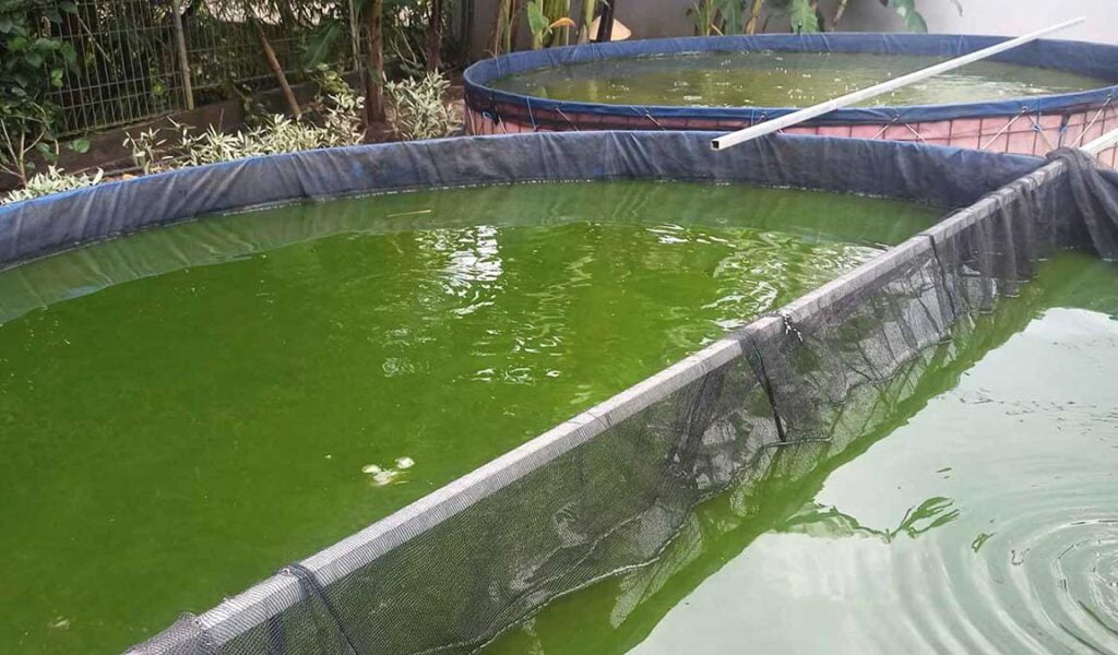 kualitas air kolam lele