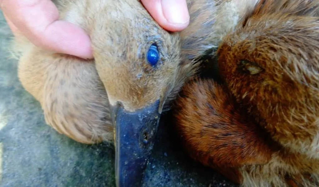 penyakit mata biru bebek