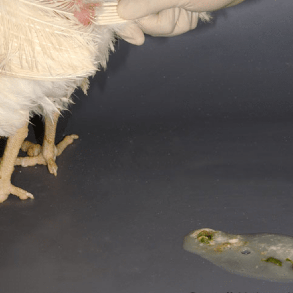 penyakit berak kapur