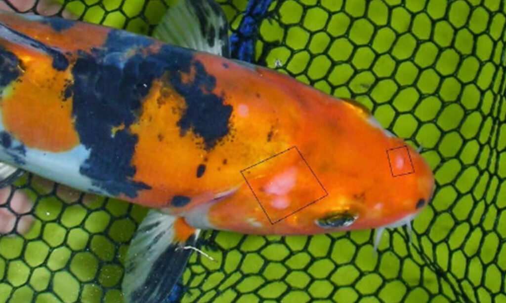 penyakit white spot ikan koi