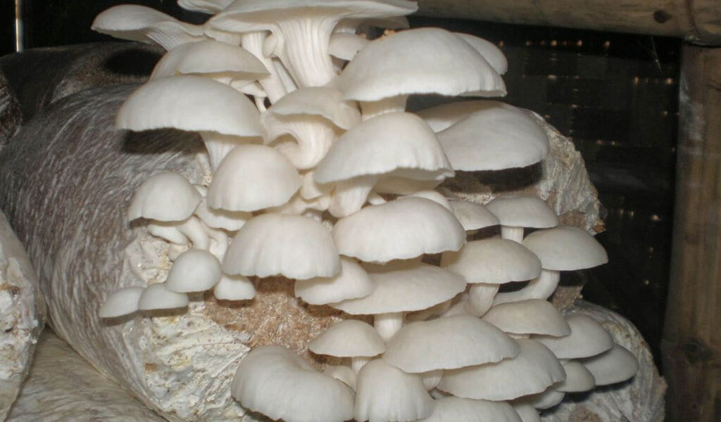 pupuk perangsang jamur tiram