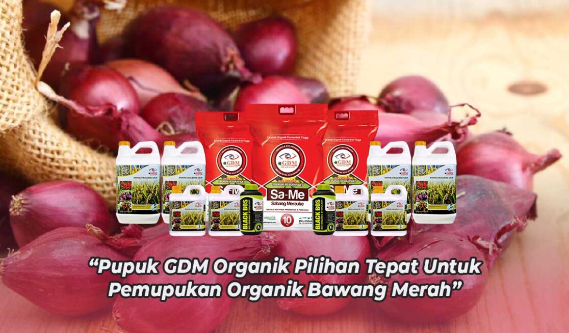 Umbi Bawang Merah Busuk: Gejala, Penyebab, Cara Mengatasi Dan Cara ...