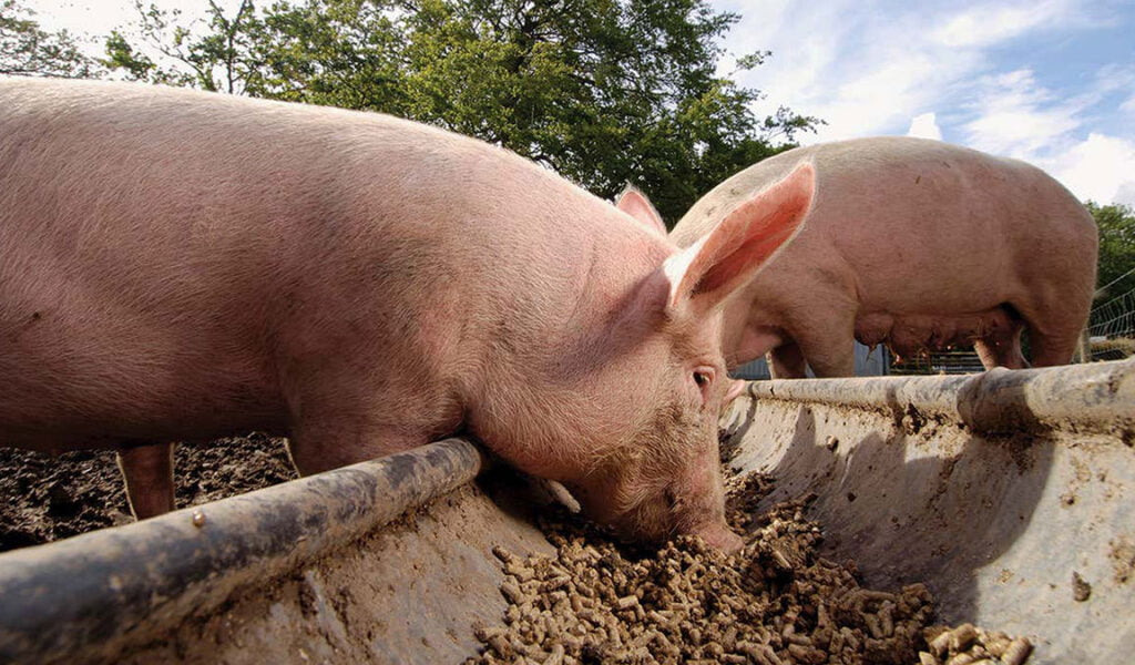 cara membuat konsentrat babi