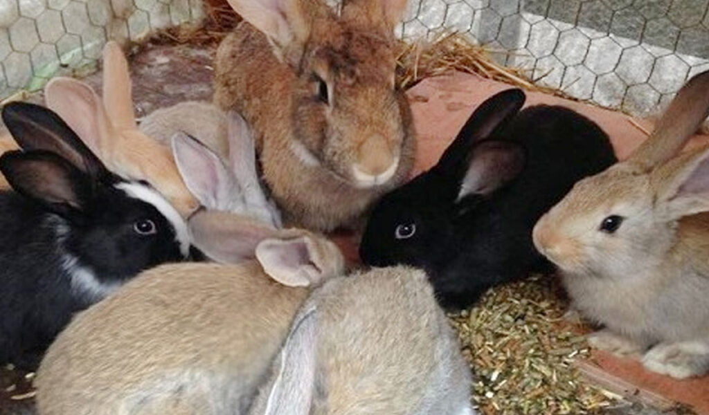 makanan kelinci agar cepat besar