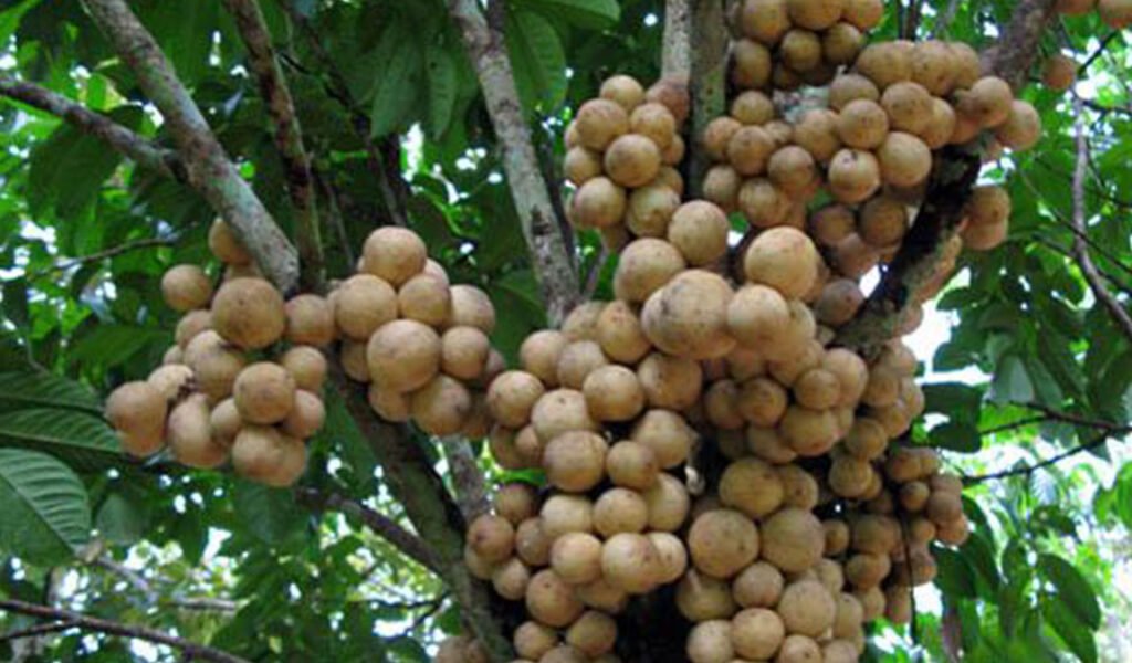 kebutuhan nutrisi tanaman buah