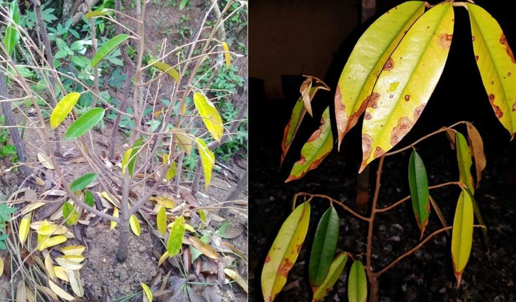 Daun Durian Menguning Dan Rontok: Gejala, Penyebab, Cara Mengatasi ...