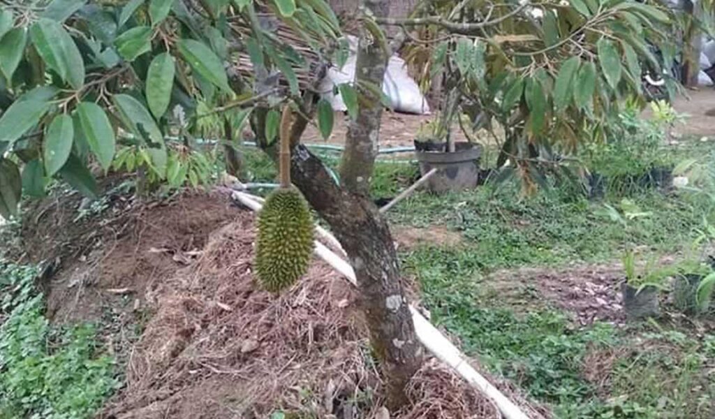 agar durian cepat berbuah