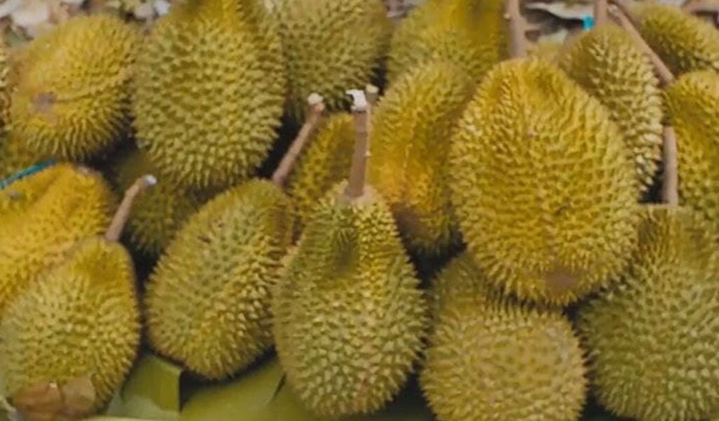 cara memaksa durian cepat berbuah