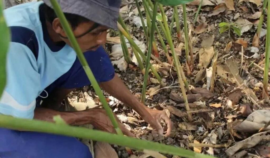 cara merawat tanaman kapulaga agar berbuah banyak