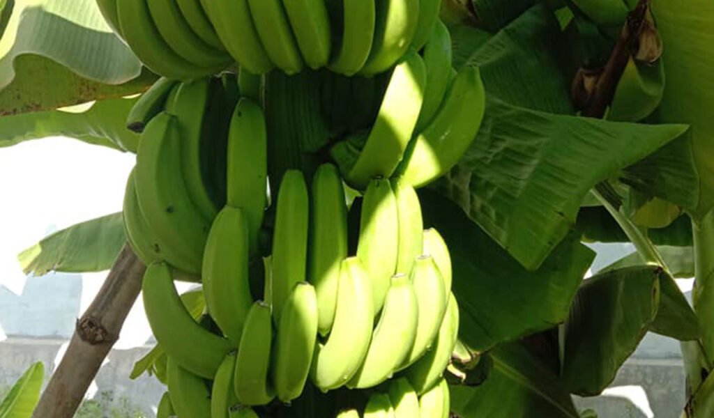 agar-pisang-berbuah-banyak