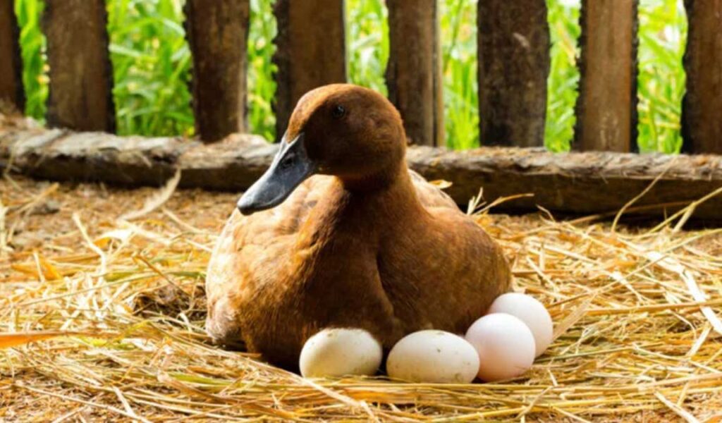 cara agar bebek cepat bertelur