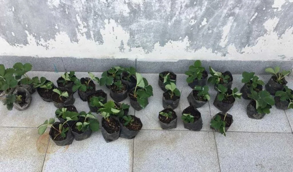 bibit strawberry