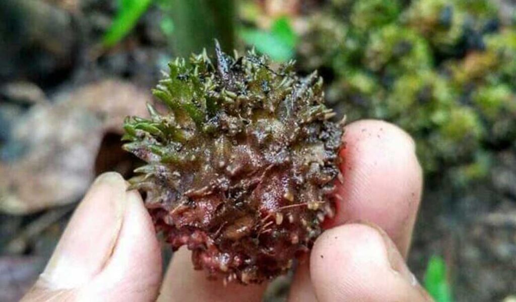 penyebab buah sawit kecil