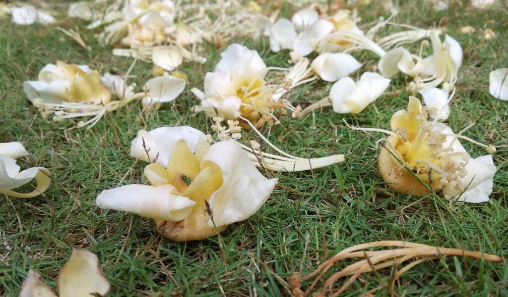 penyebab bunga rontok