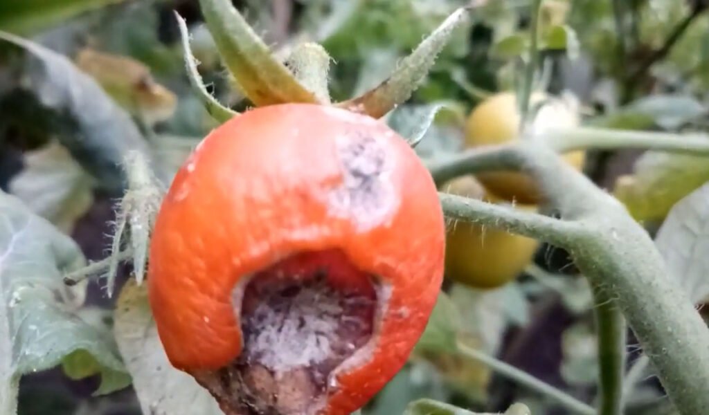 penyakit busuk buah tomat