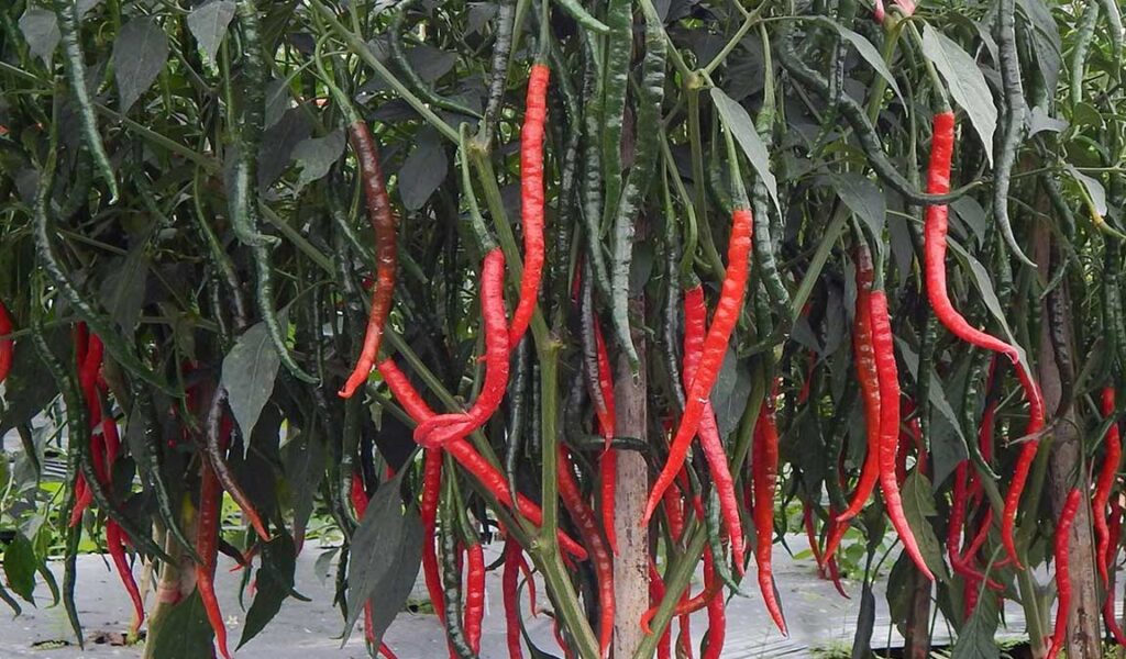 agar tanaman cabe berbuah lebat