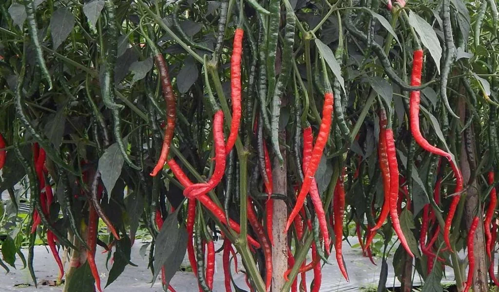 agar tanaman cabe berbuah lebat