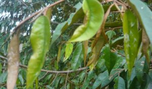 Daun Durian Menguning Dan Rontok: Gejala, Penyebab, Cara Mengatasi ...