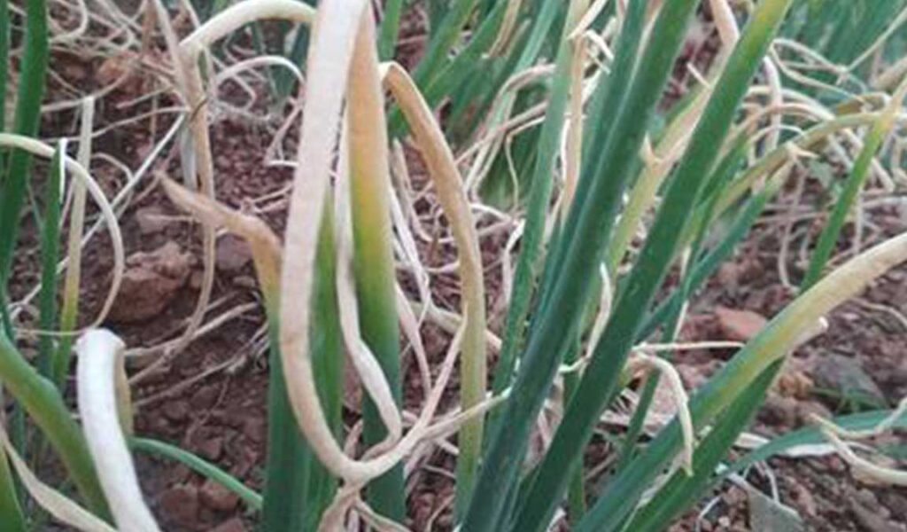 cara mengatasi daun bawang merah menguning