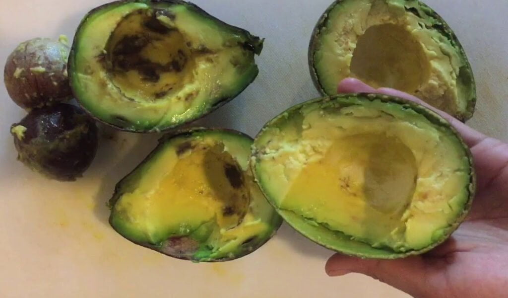 hama-dan-penyakit-alpukat