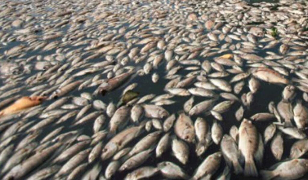 penyebab ikan nila mati