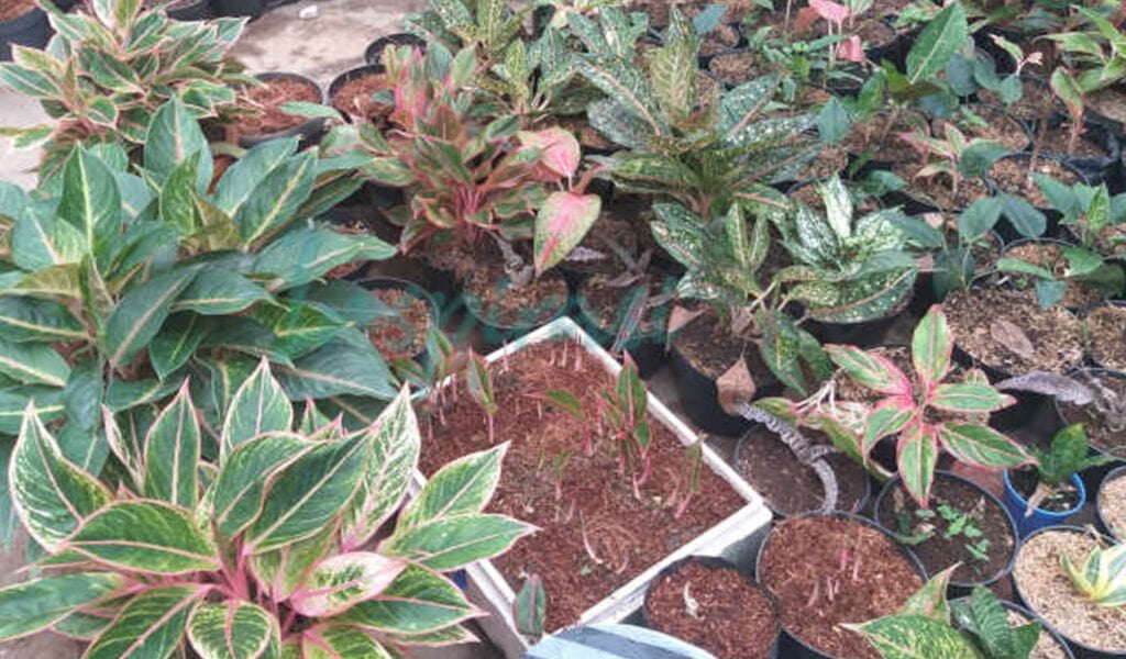 cara memperbanyak anakan aglaonema