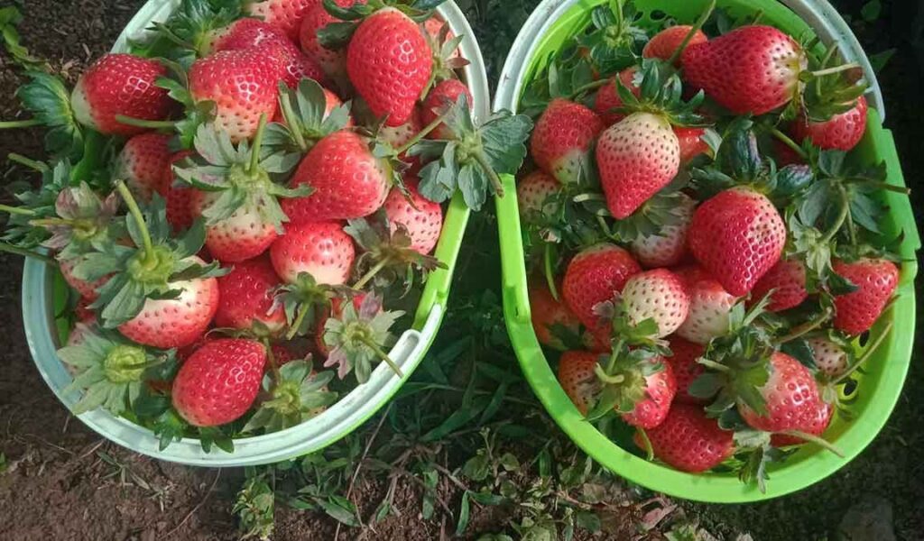 agar strawberry cepat berbuah