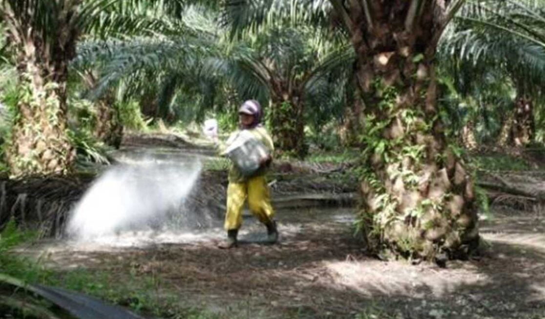 Pupuk Pembesar Buah Kelapa Sawit : Jenis, Kandungan Nutrisi, Dosis