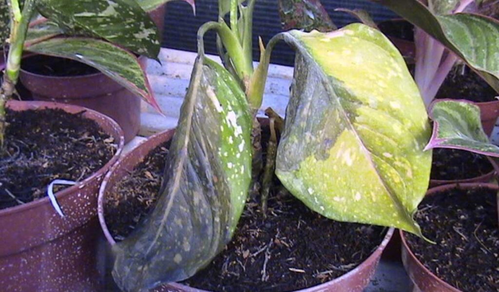 penyebab daun aglaonema busuk