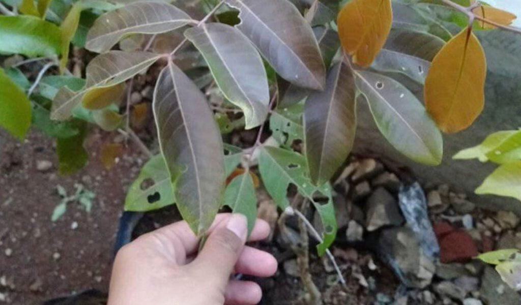 cara mengatasi pohon alpukat yang tidak berbuah