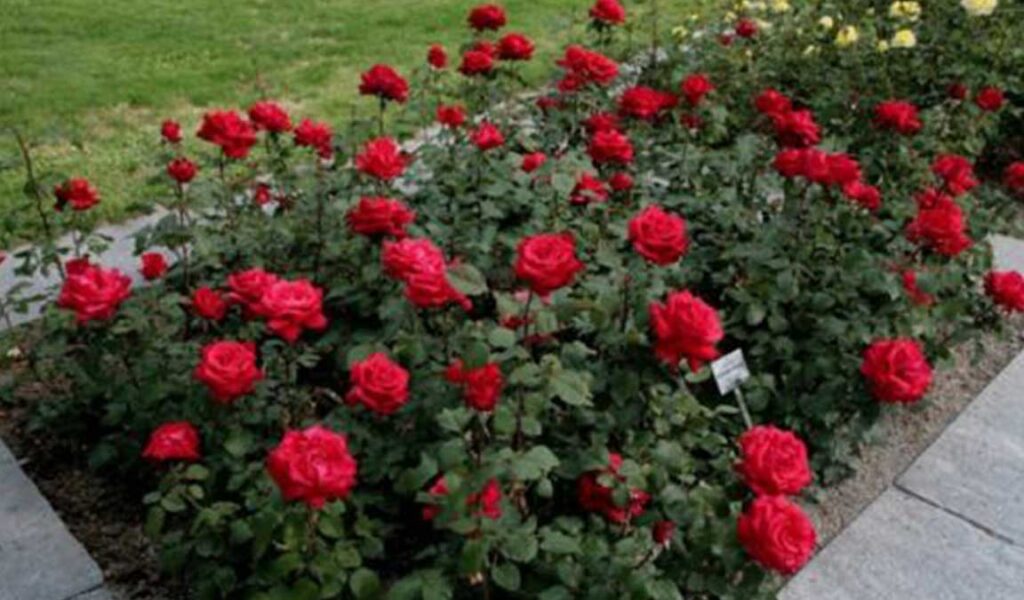 cara merawat bunga mawar agar cepat berbunga