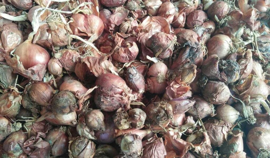 umbi bawang merah busuk