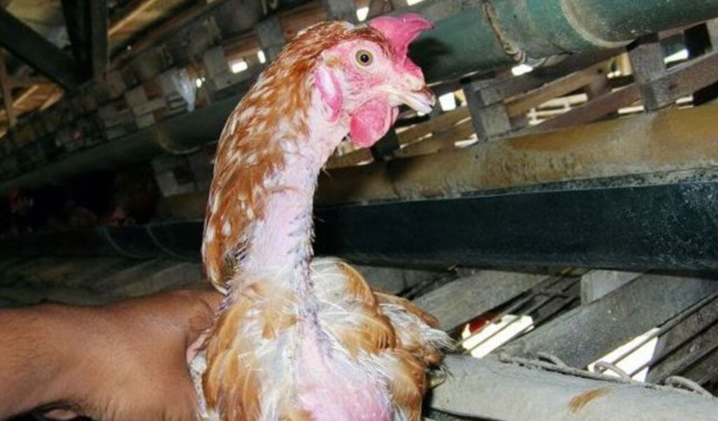 penyebab ayam petelur tidak mau bertelur