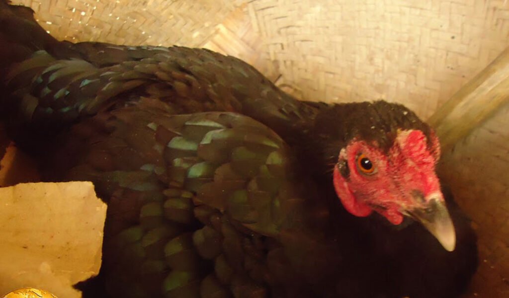 cara membuat ayam betina siap kawin