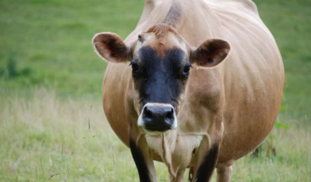 cara mengobati sapi kembung