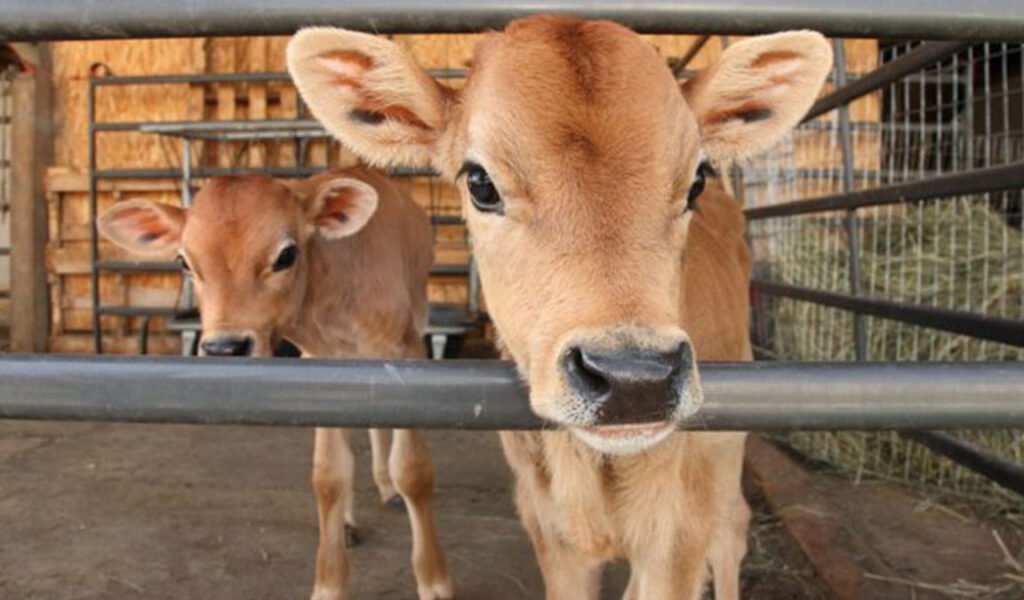 cara merawat pedet lepas sapih