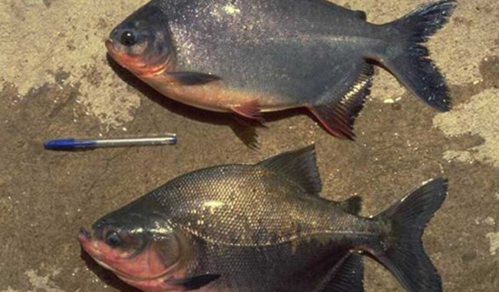 umpan bawal yg susah makan