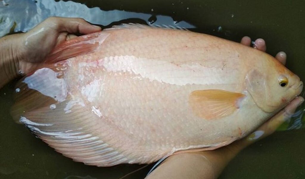 cara mengatasi ikan gurame mengambang