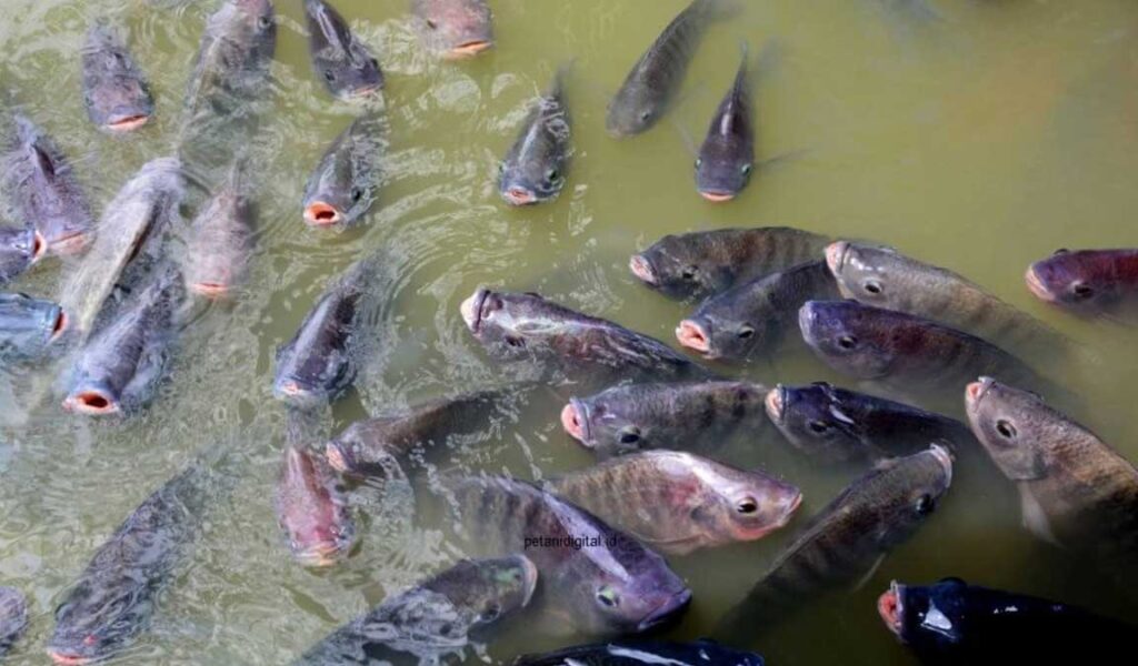 ikan nila tidak mau makan