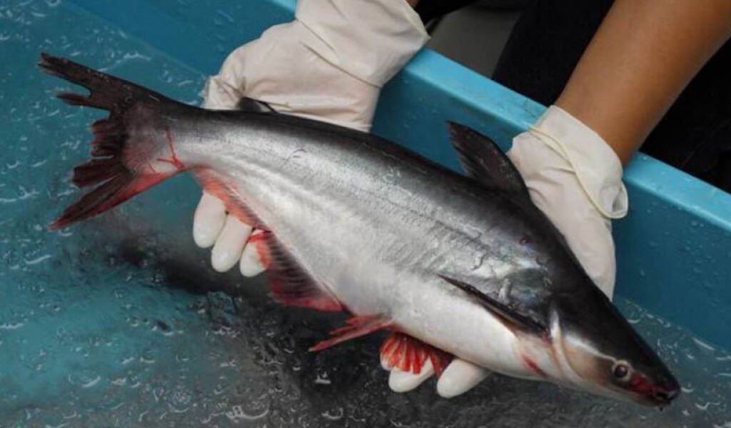 penyebab ikan patin tidak mau makan umpan