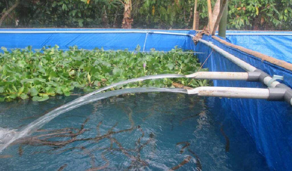 cara menjernihkan air kolam ikan lele