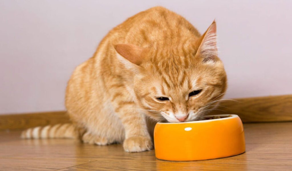 makanan penggemuk kucing