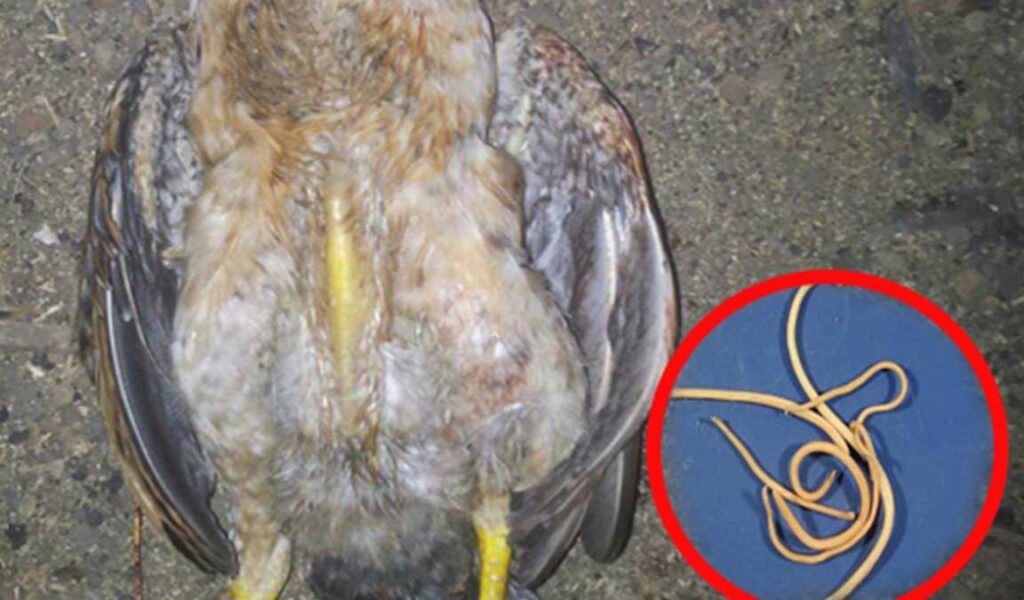 cara mengobati ayam cacingan