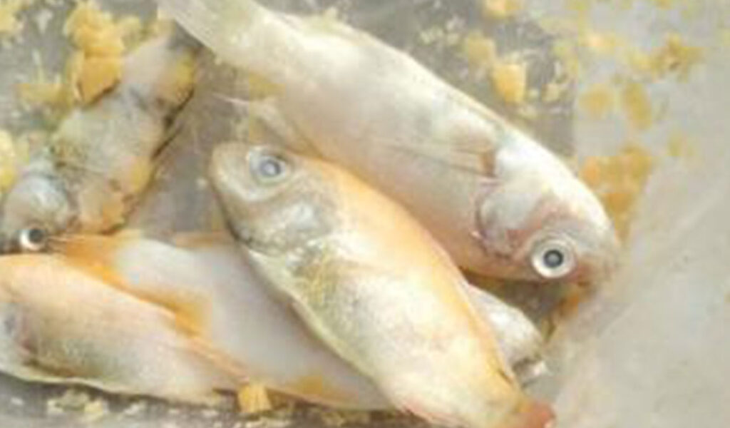penyebab ikan nila mati