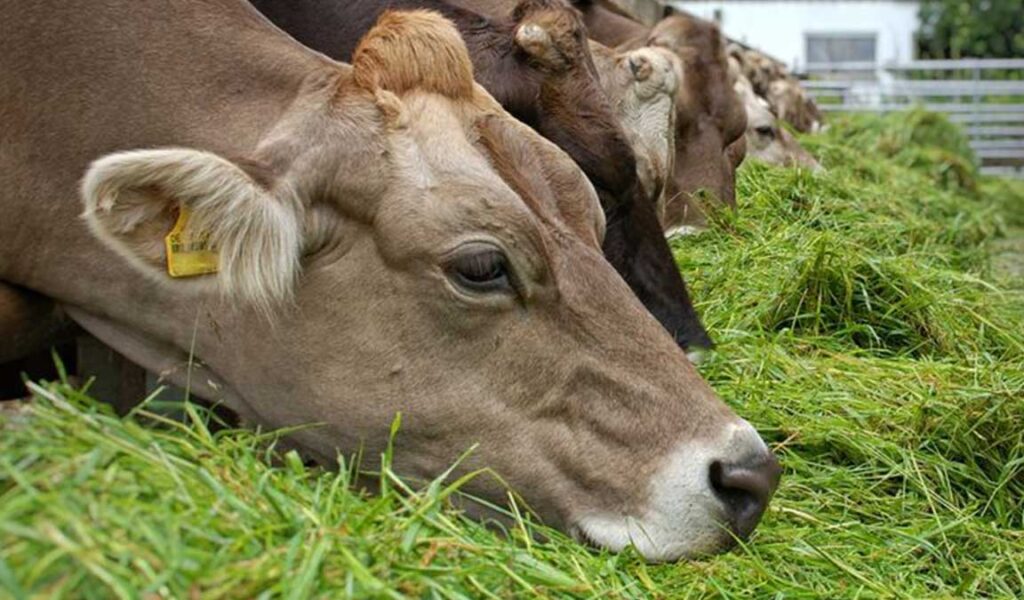 cara mengatasi sapi mau makan