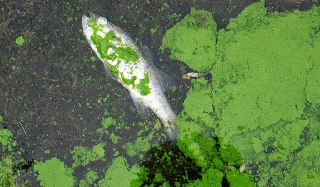 kelebihan algae